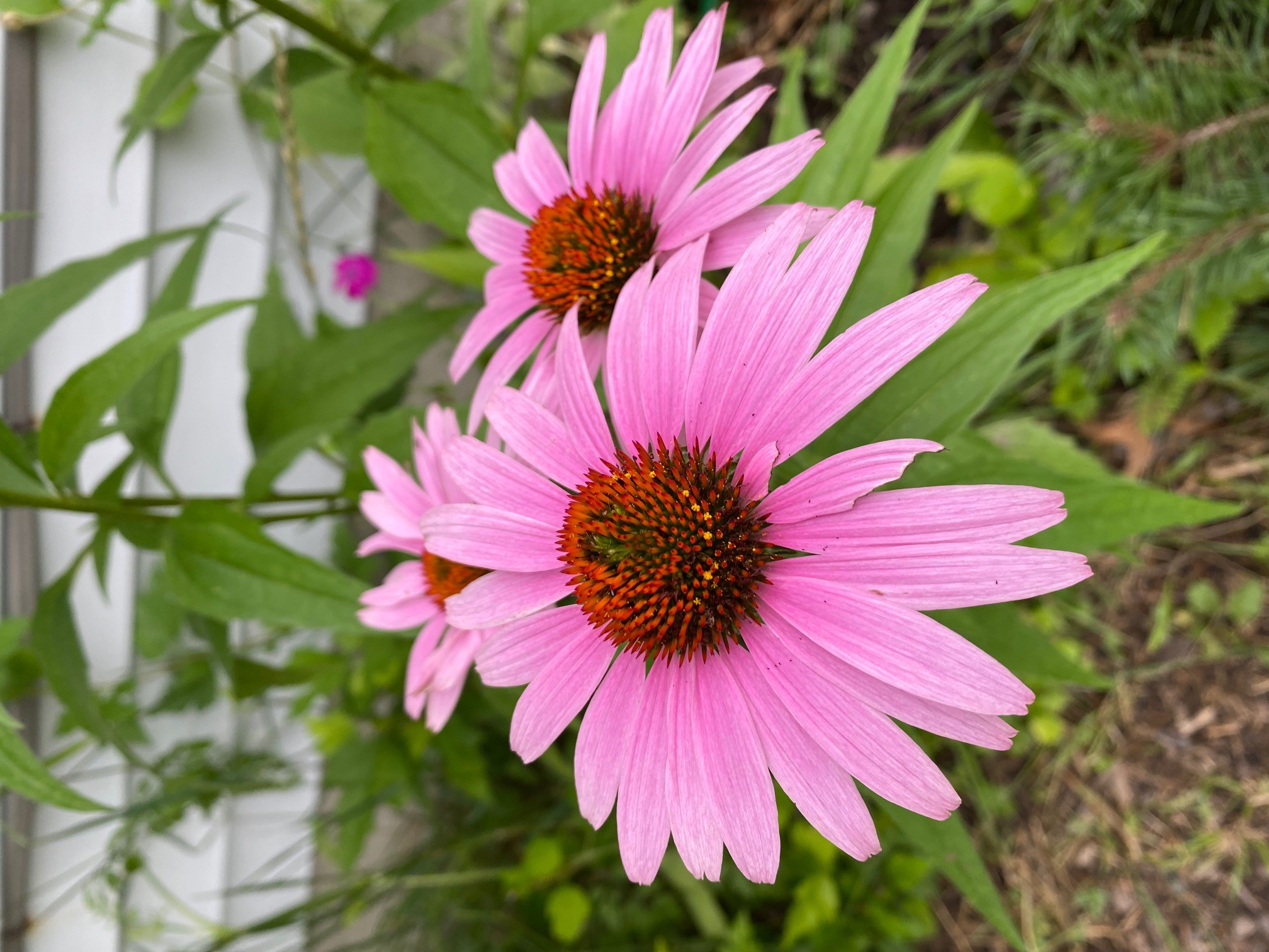 Cone Flower