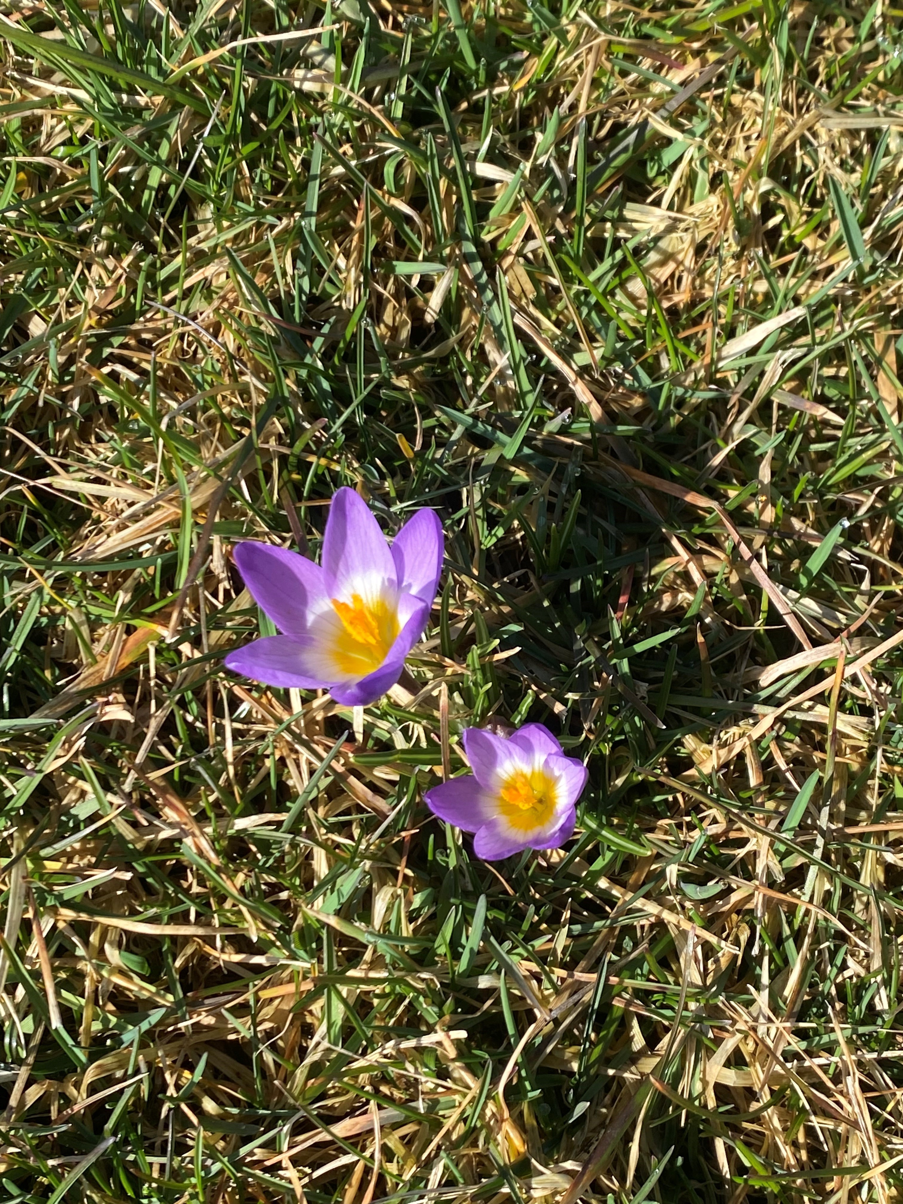 Crocus